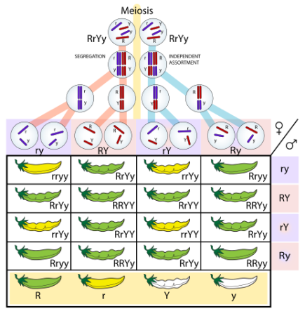 Mendelian Genetics Diagram